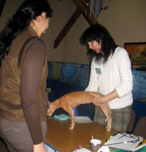 Международная выставка кошек 14-15 мая 2011 (6)